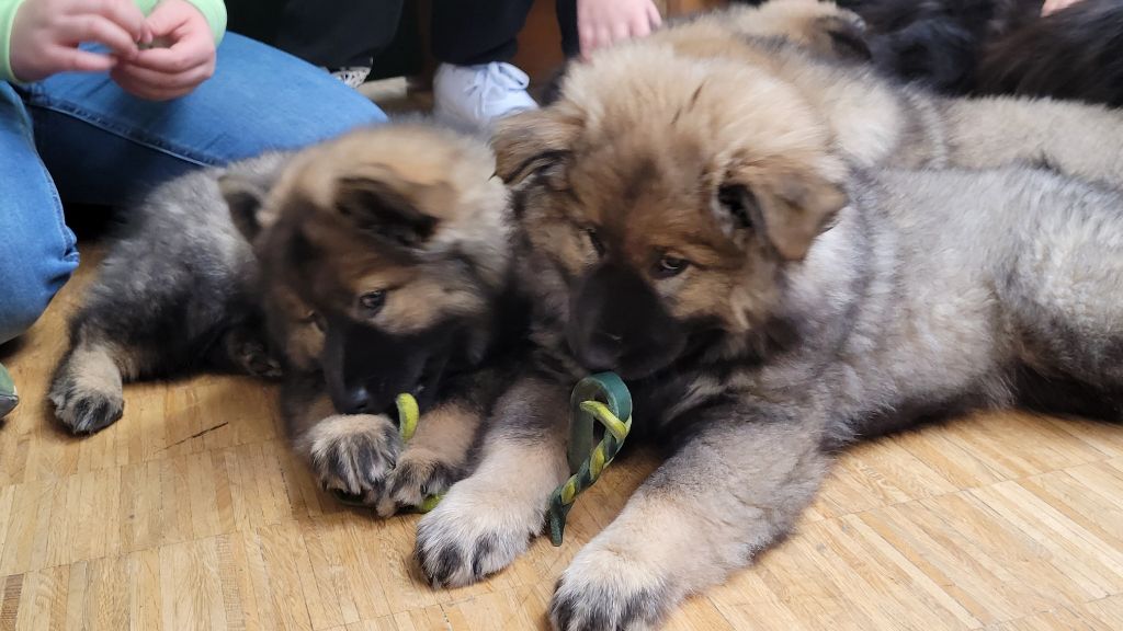 Besuch von Eurasier Welpen